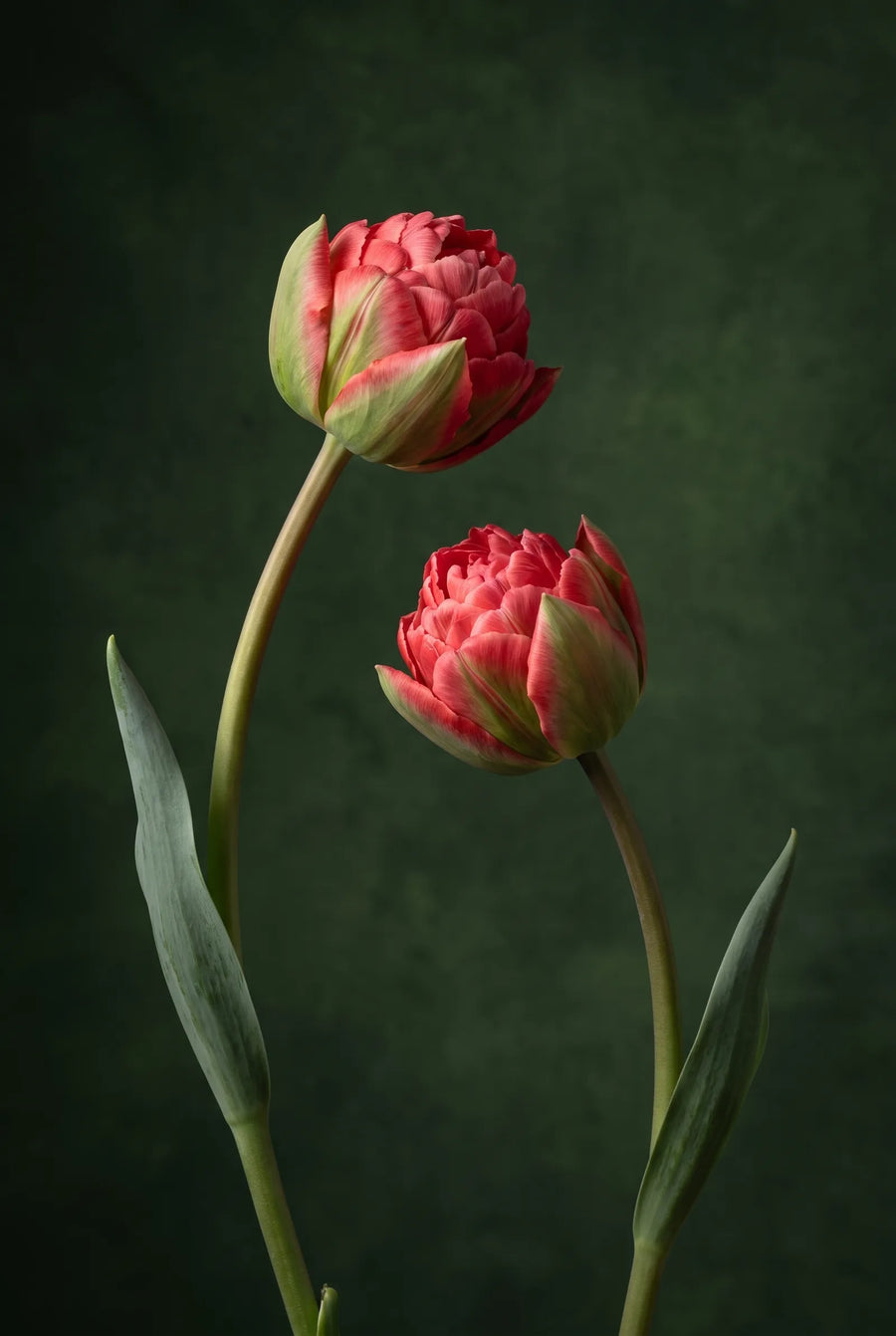 Tulipa Ice Cream Strawberry — sfeerbeeld