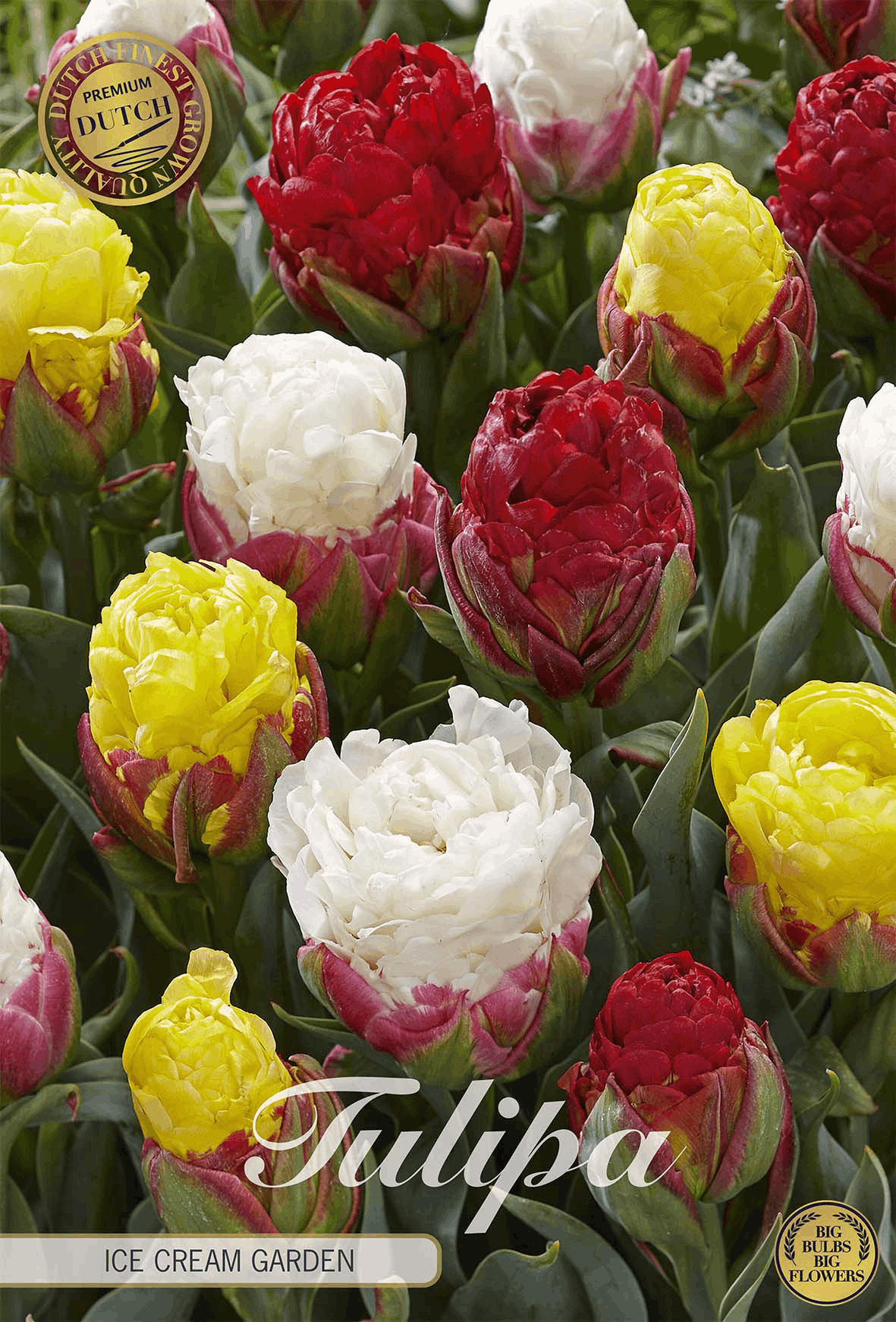 Tulipa Ice Cream Garden