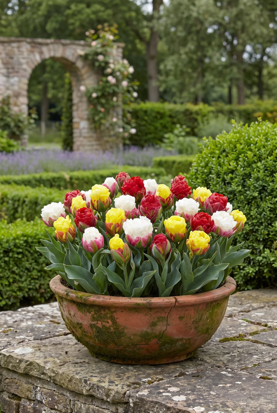 Tulipa Ice Cream Garden — in pot op terras