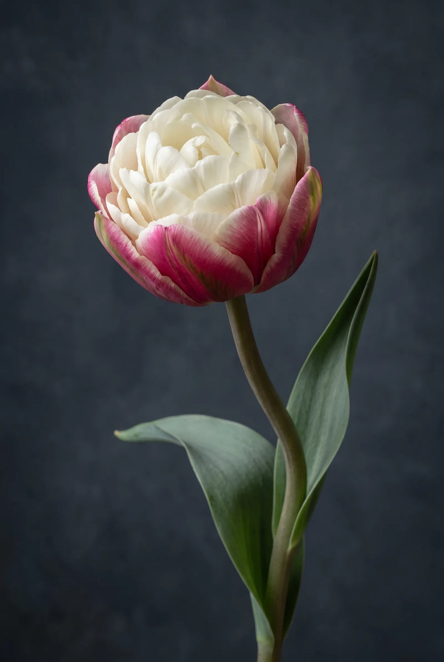 Tulipa Ice Cream Garden — sfeerbeeld