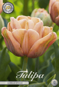 Tulipa La Belle Epoque