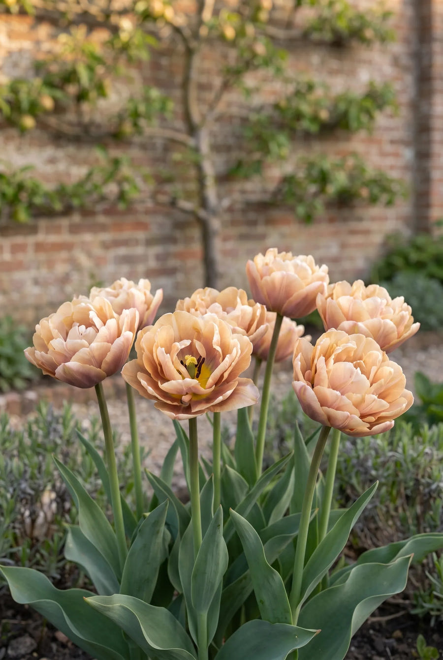Tulipa La Belle Epoque — in de border