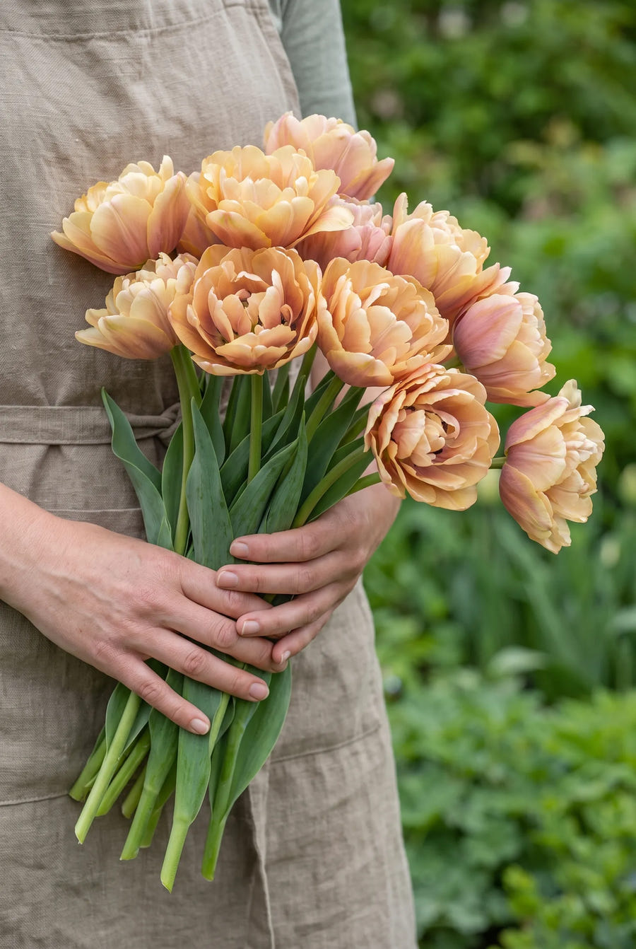Tulipa La Belle Epoque — sfeerbeeld