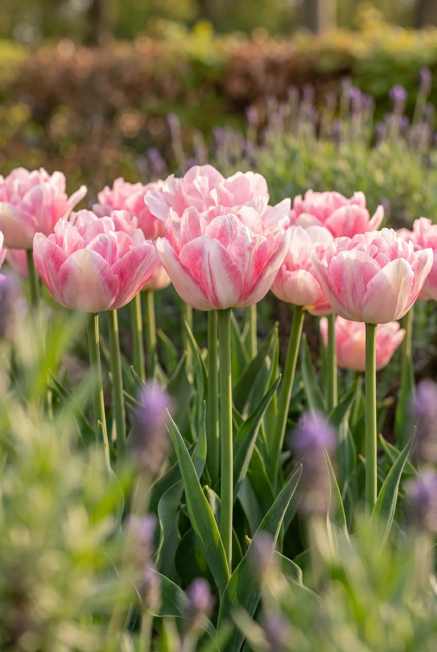 Tulipa Mariage — in de tuin