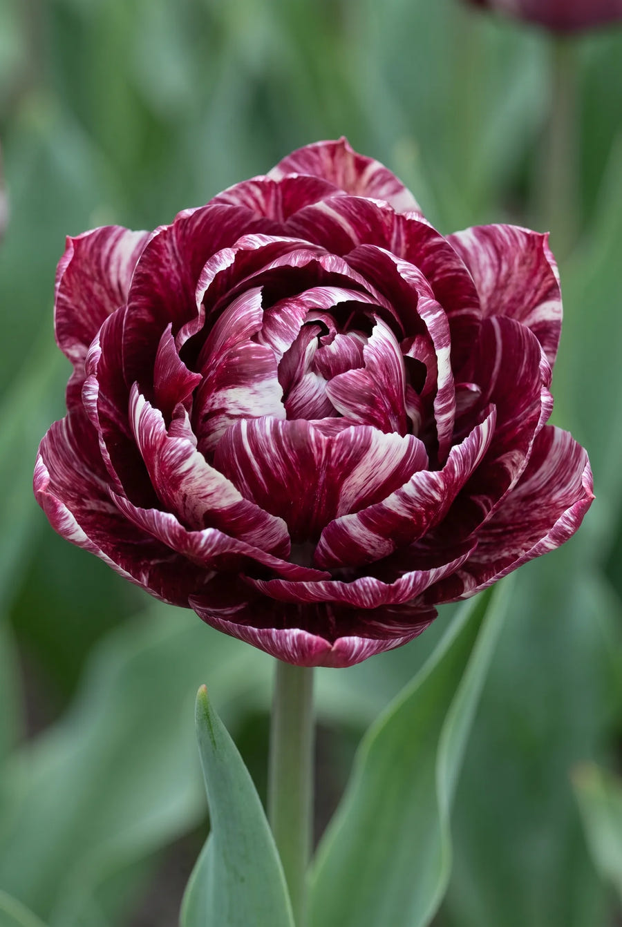 Tulipa Nachtwacht — close-up van de bloem