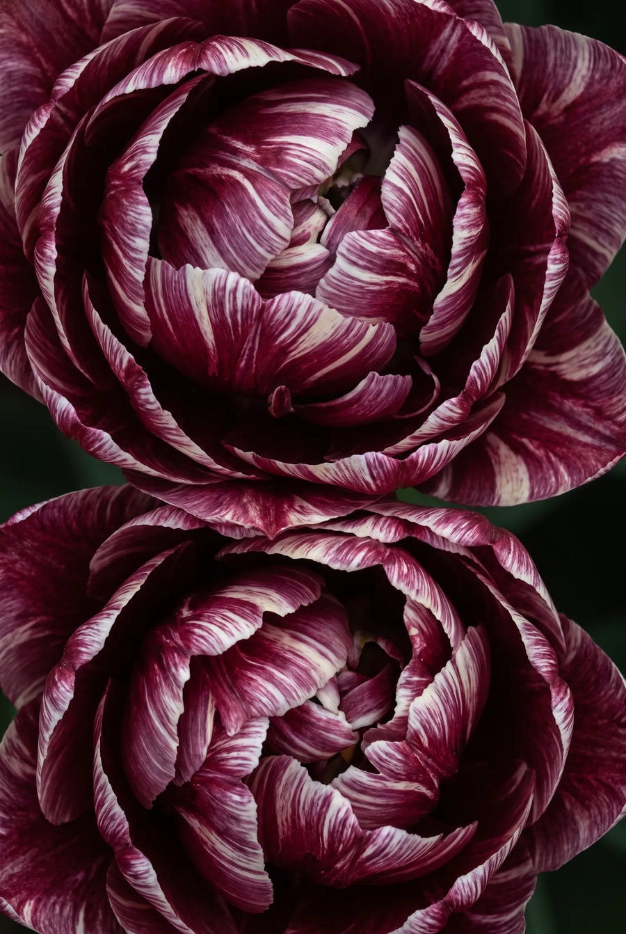 Tulipa Nachtwacht — sfeerbeeld