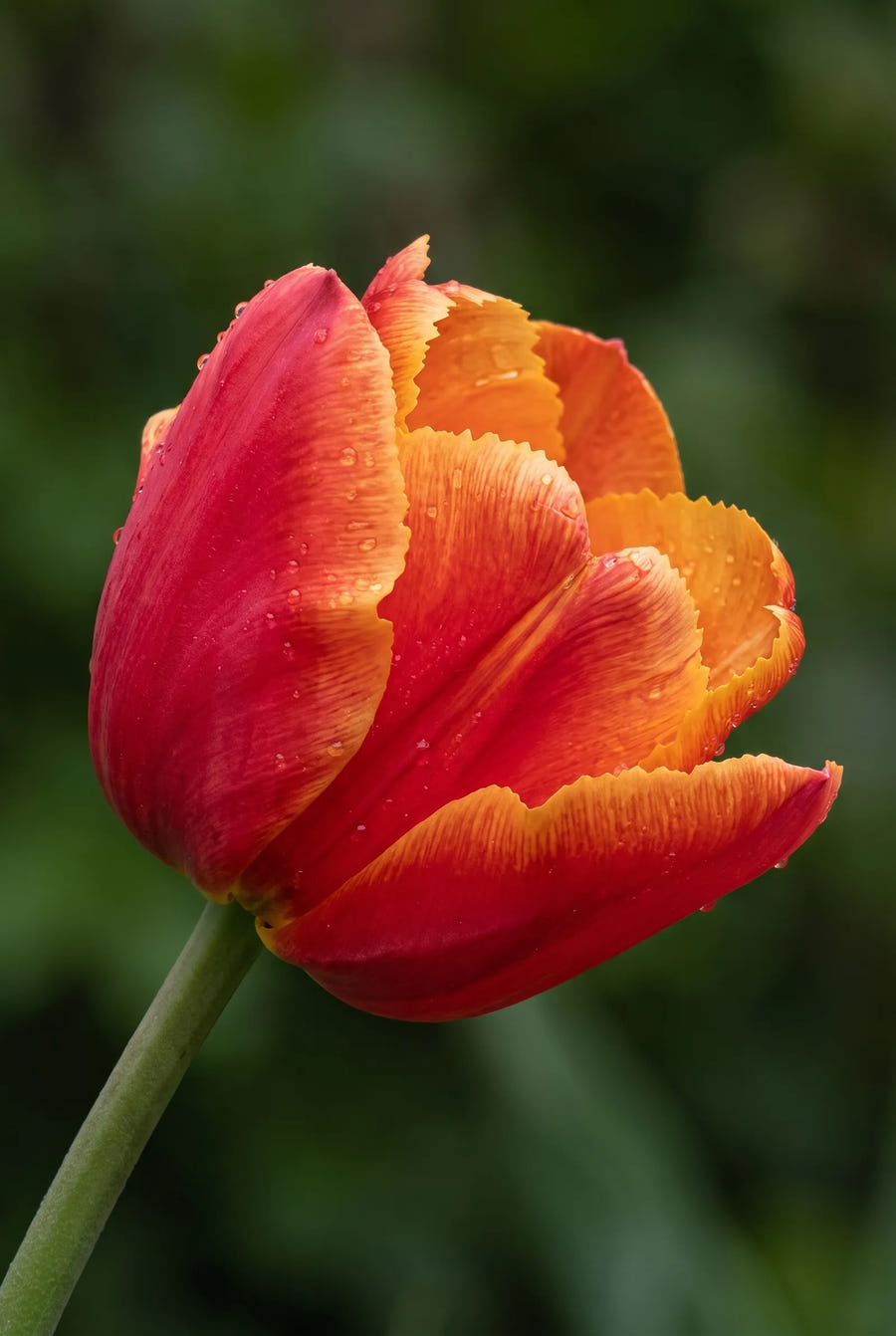 Tulipa Queensday — close-up van de bloem