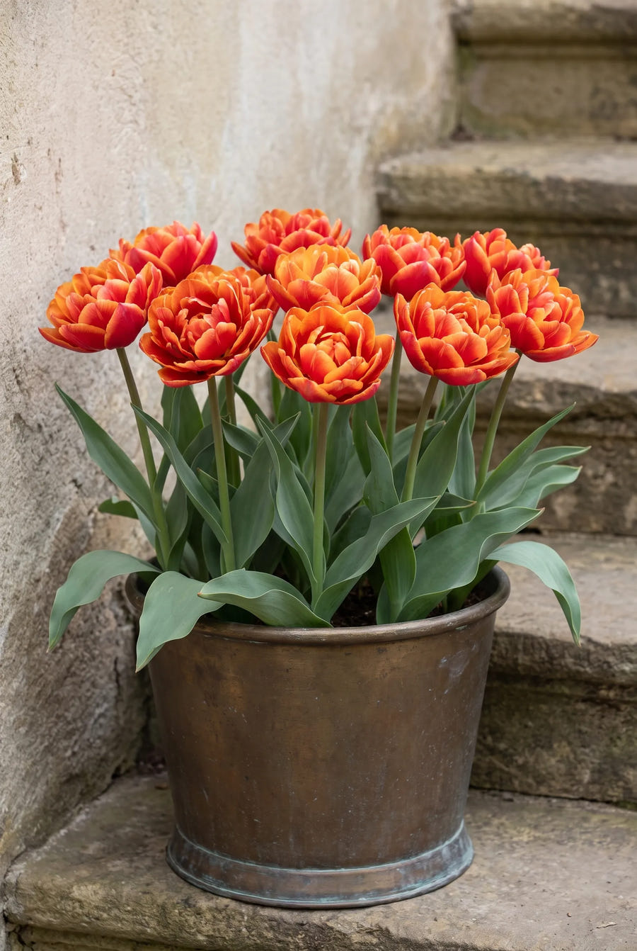 Tulipa Queensday — in pot op terras
