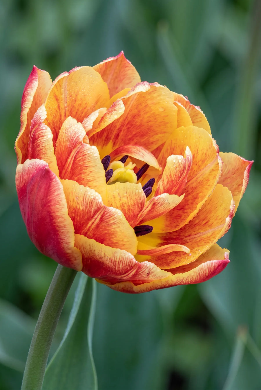 Tulipa Sundowner — close-up van de bloem