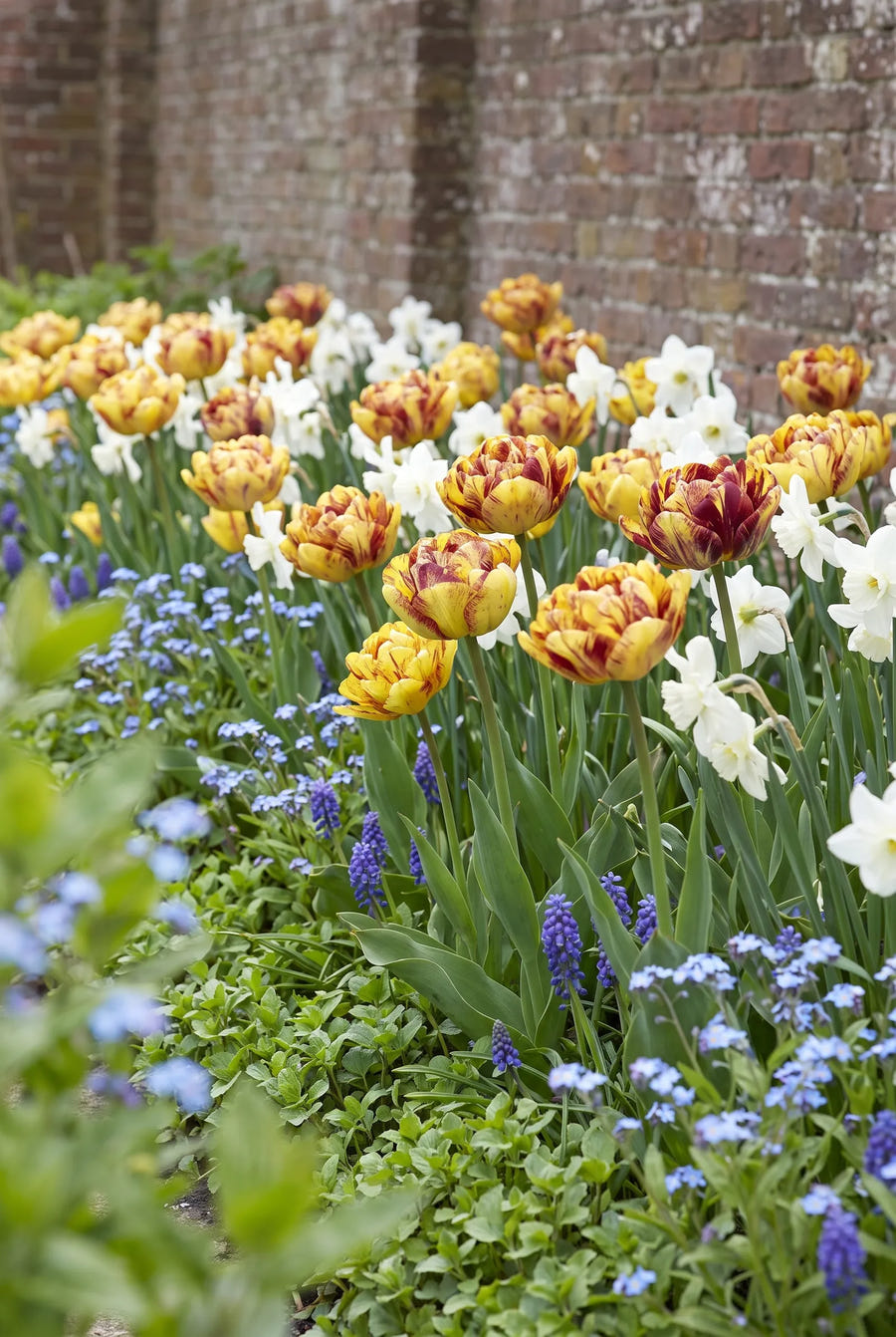 Tulipa Sundowner — groep in de tuinborder