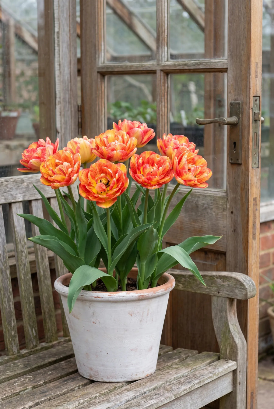 Tulipa Sundowner — in pot op terras