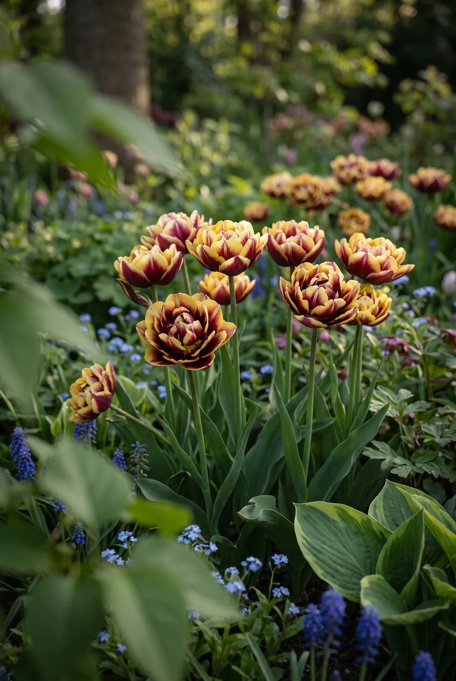 Tulipa Sundowner — sfeerbeeld
