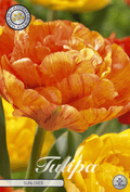 Tulipa Sunlover