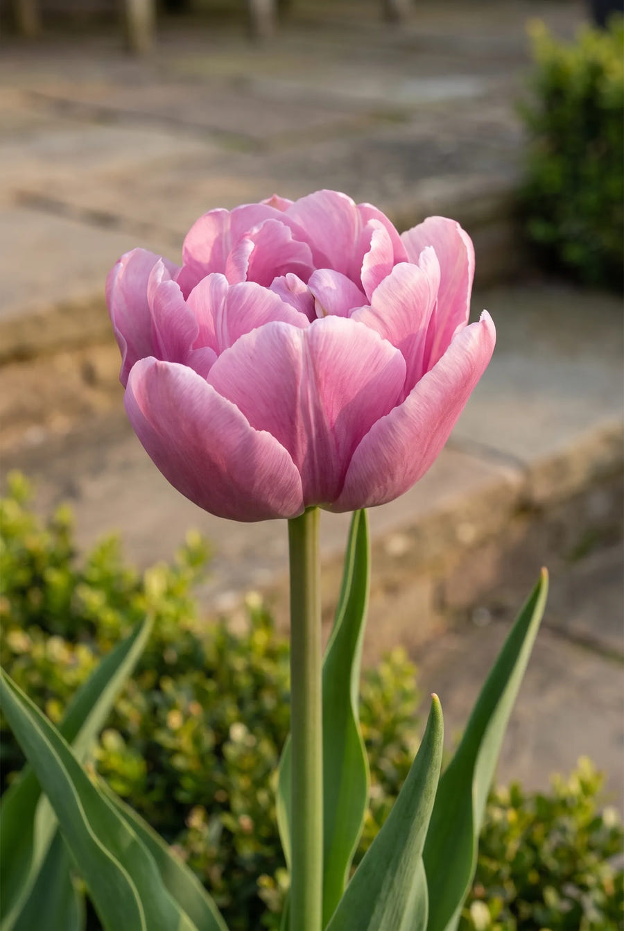 Tulipa Table Dance — close-up van de bloem
