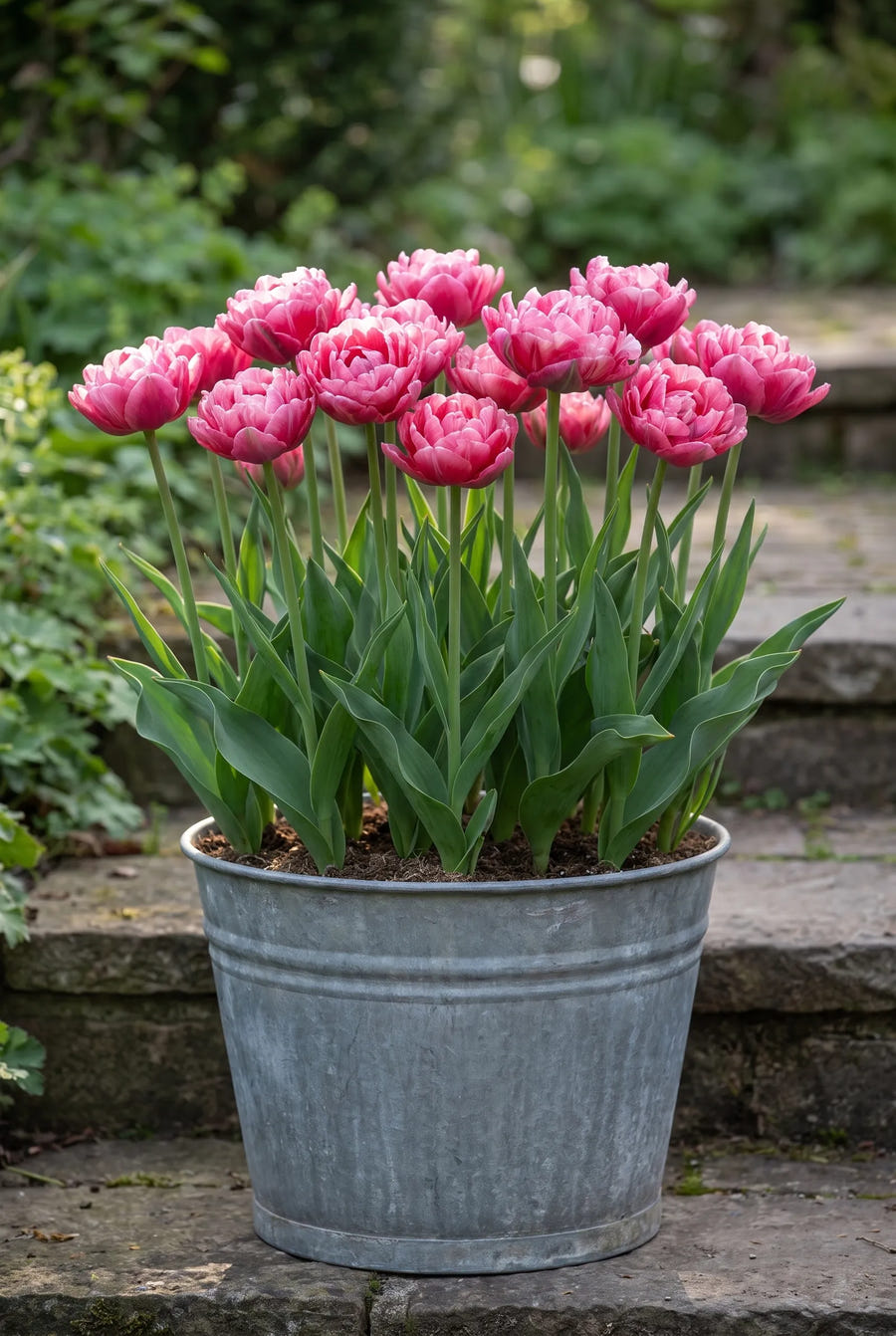 Tulipa Wedding Gift — in pot op terras