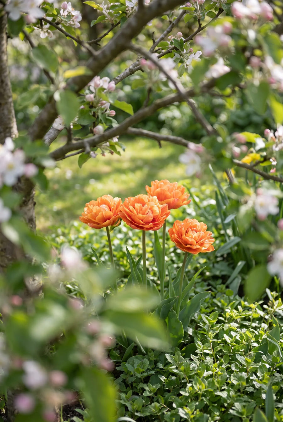 Tulipa Valdivia — in de tuin