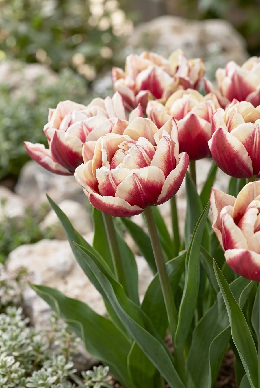 Tulipa Wyndham — sfeerbeeld