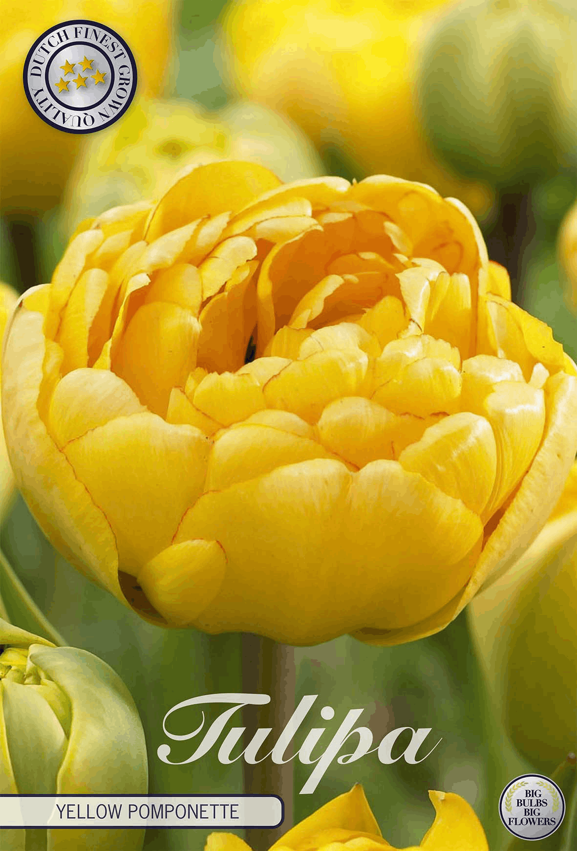 Tulpe Yellow Pomponette