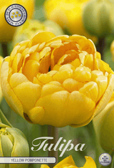 Tulpe Yellow Pomponette