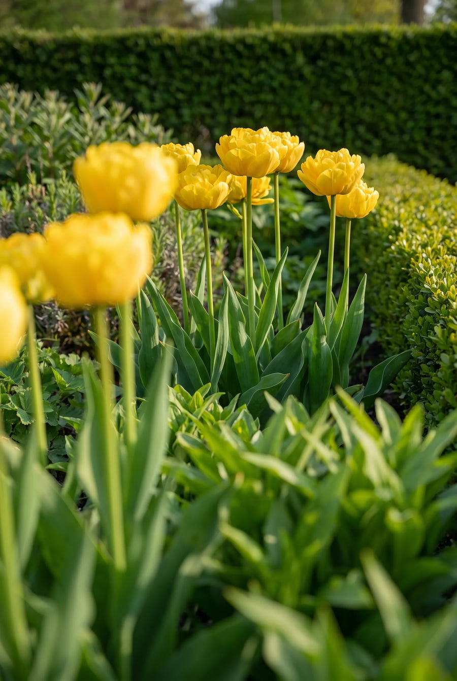 Tulipa Yellow Pomponette — in de tuin