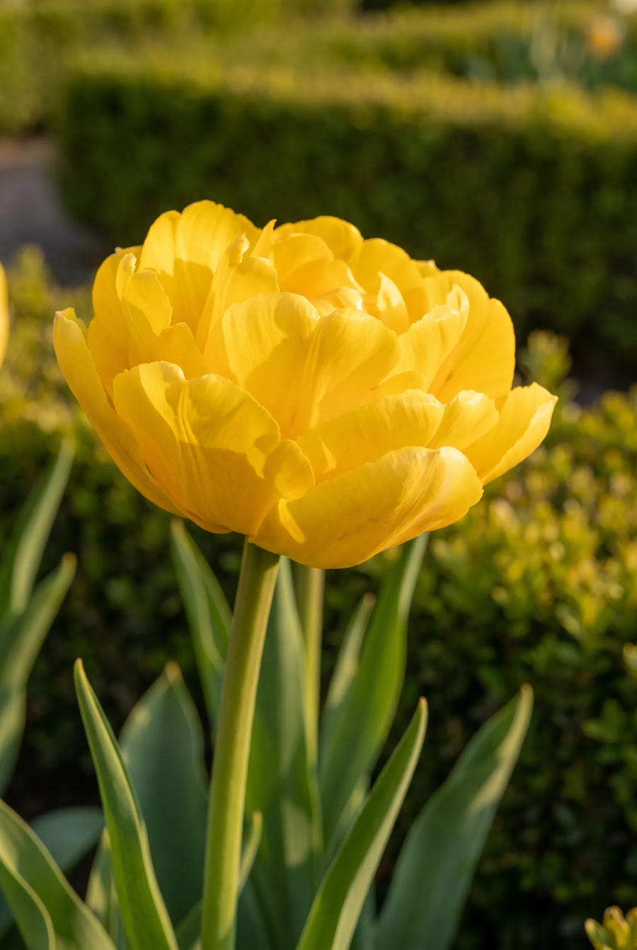 Tulipa Yellow Pomponette — sfeerbeeld