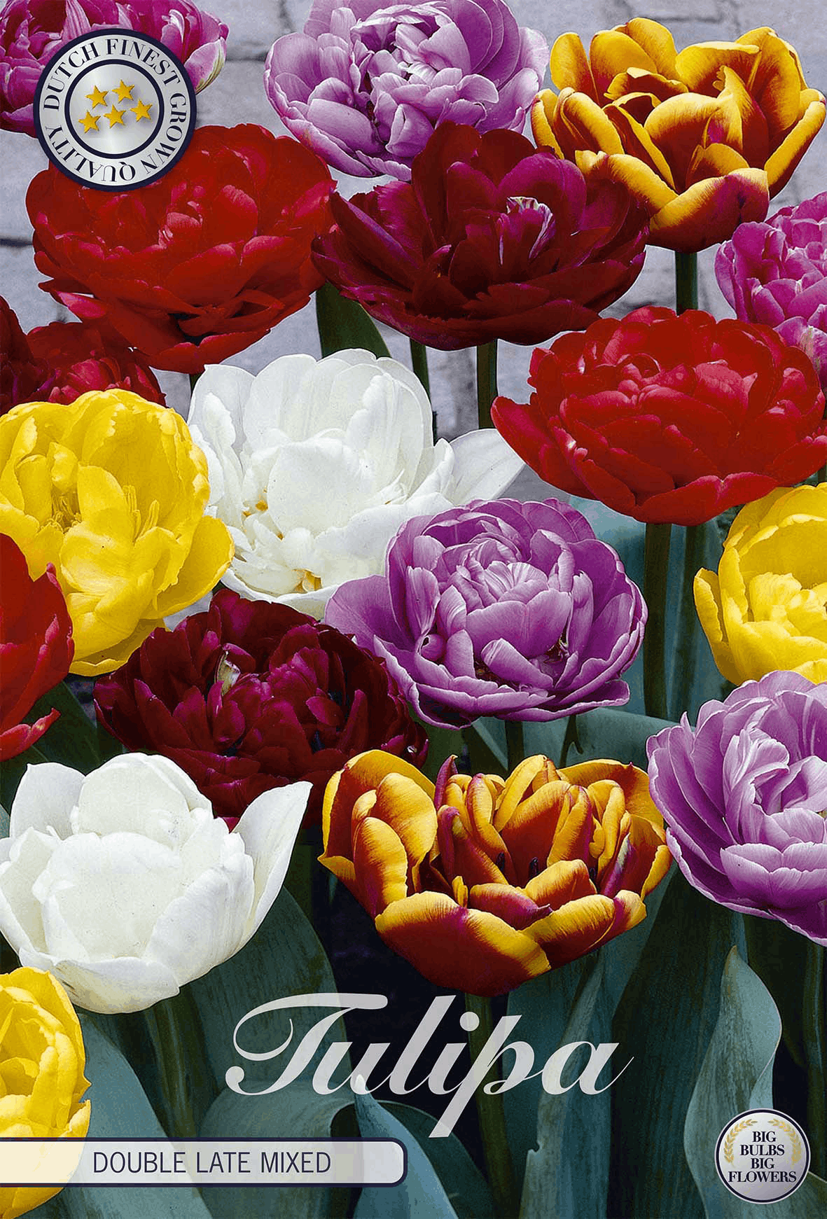 Gefüllte Späte Tulpenmischung