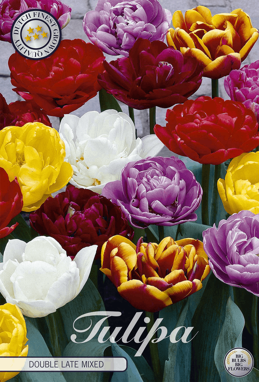 Gefüllte Späte Tulpenmischung