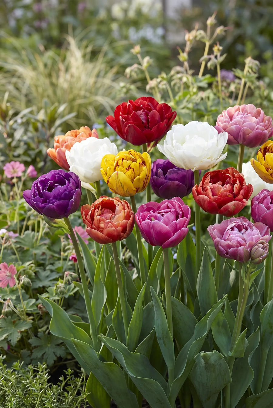 Tulipa Double Late Mixed — in de border