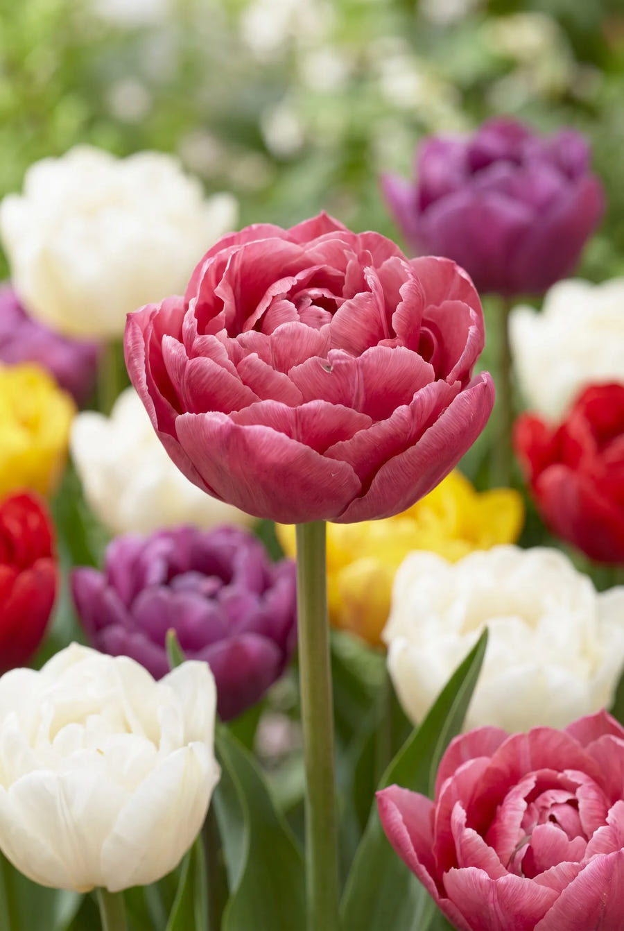 Tulipa Double Late Mixed — close-up van de bloem