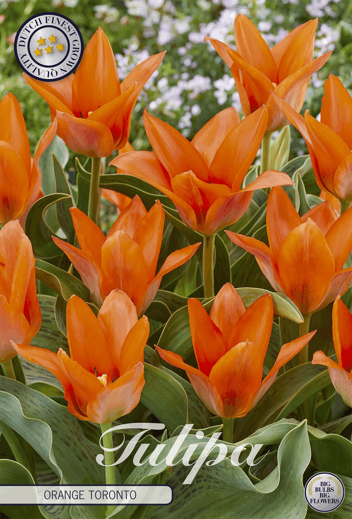 Tulpe Orange Toronto