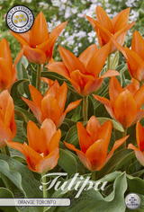 Tulpe Orange Toronto