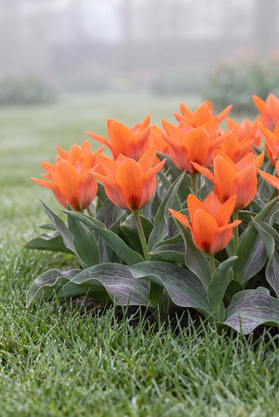Tulipa Orange Toronto — in de tuin