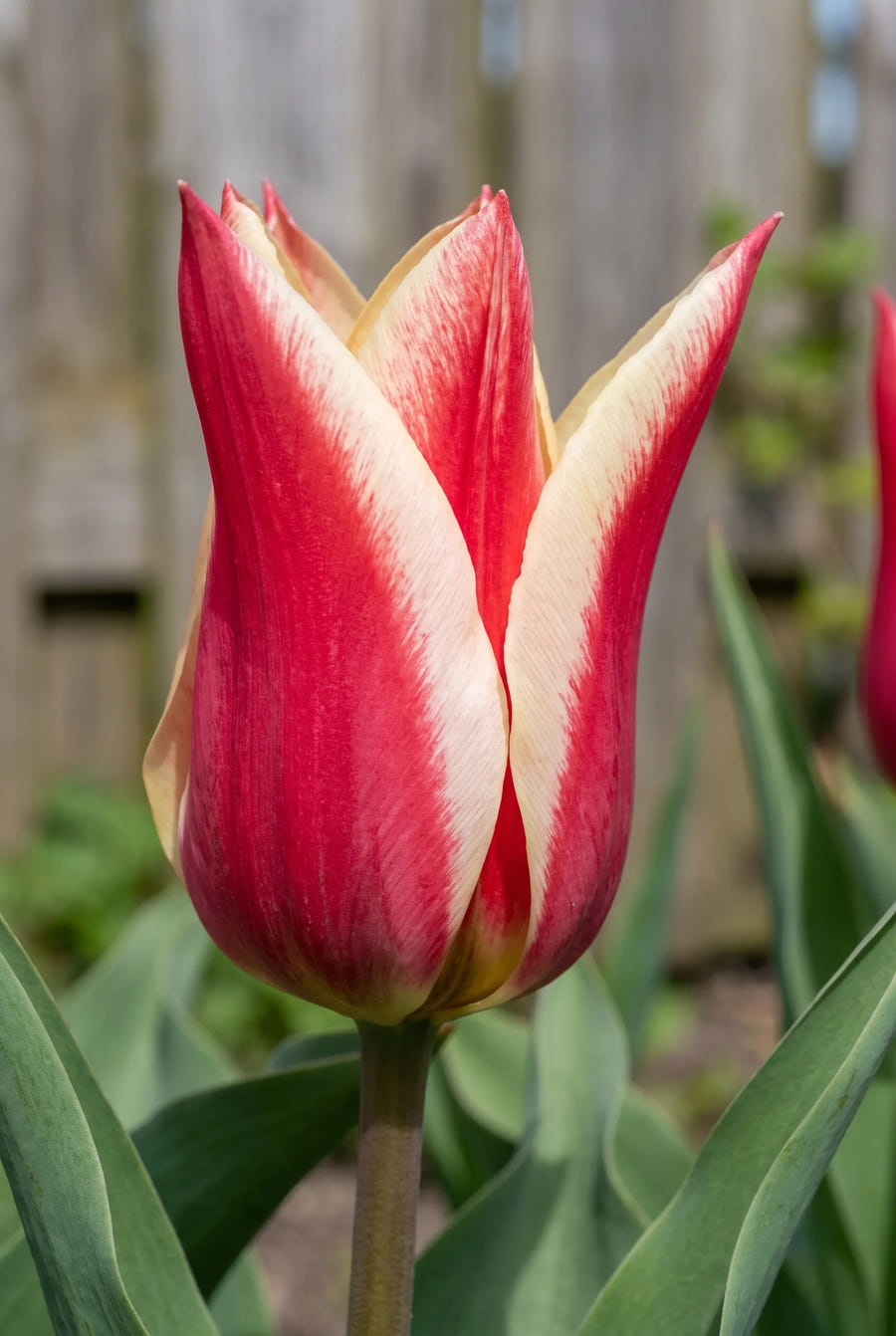 Tulipa Pinocchio — close-up van de bloem