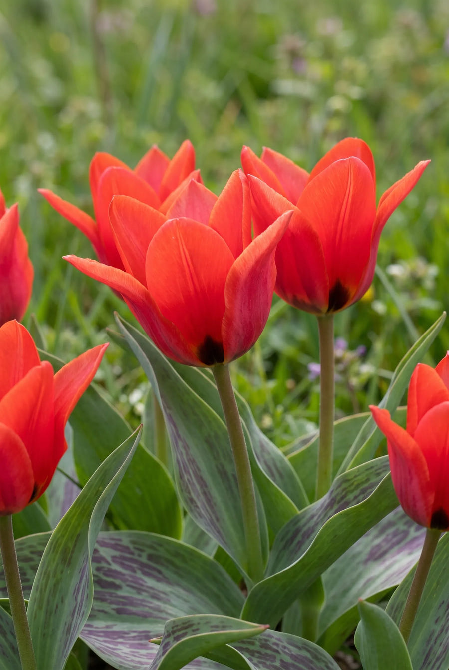 Tulipa Red Riding Hood — sfeerbeeld