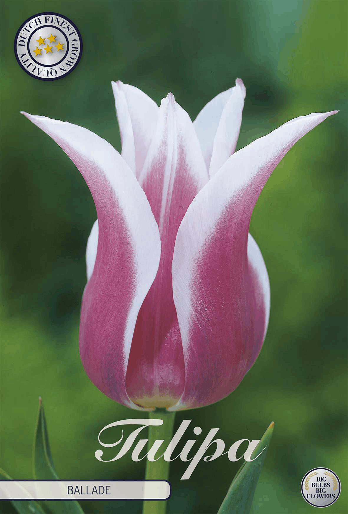 Tulipa Ballade