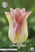 Tulipa Elegant Lady