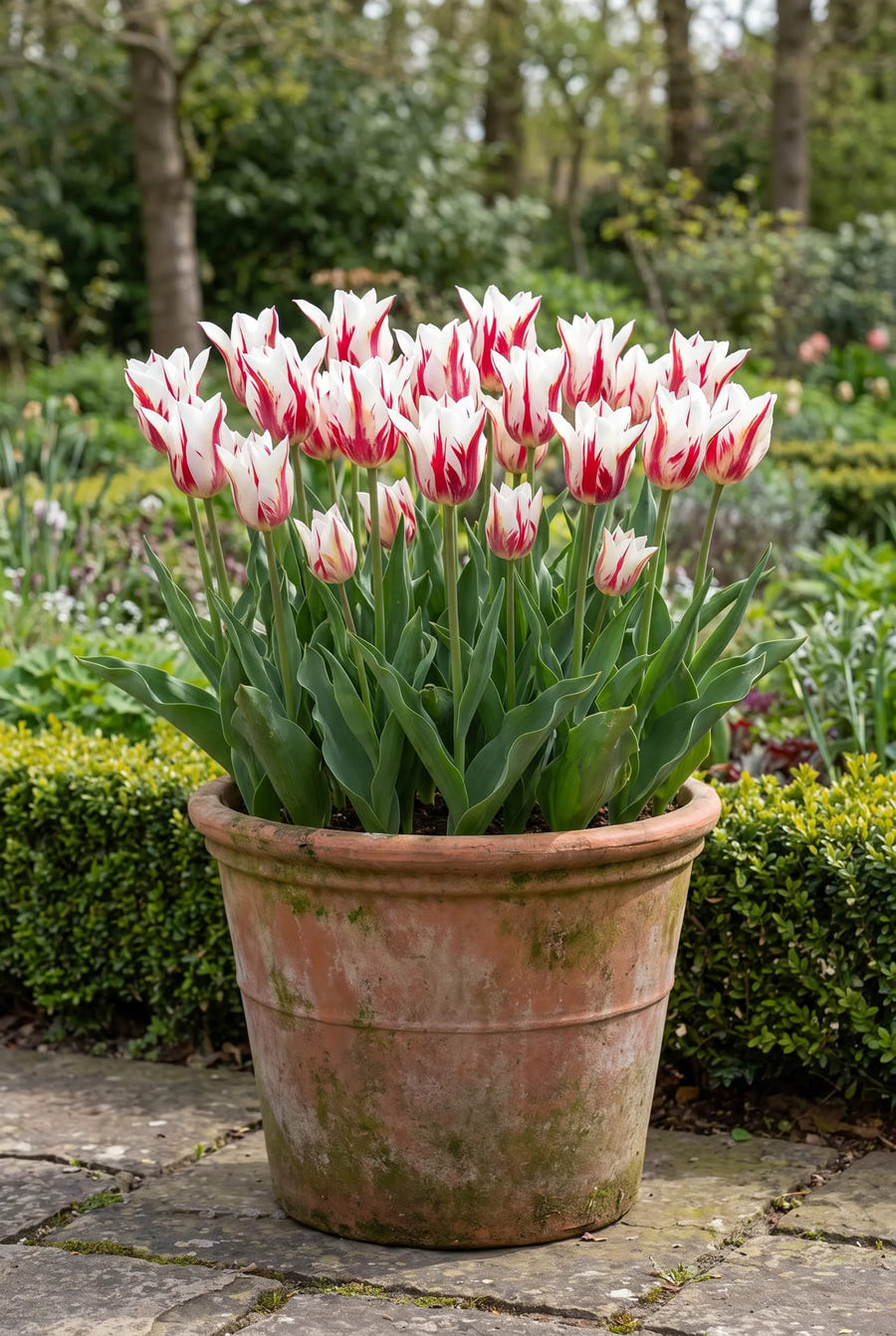 Tulipa Marilyn — in pot op terras