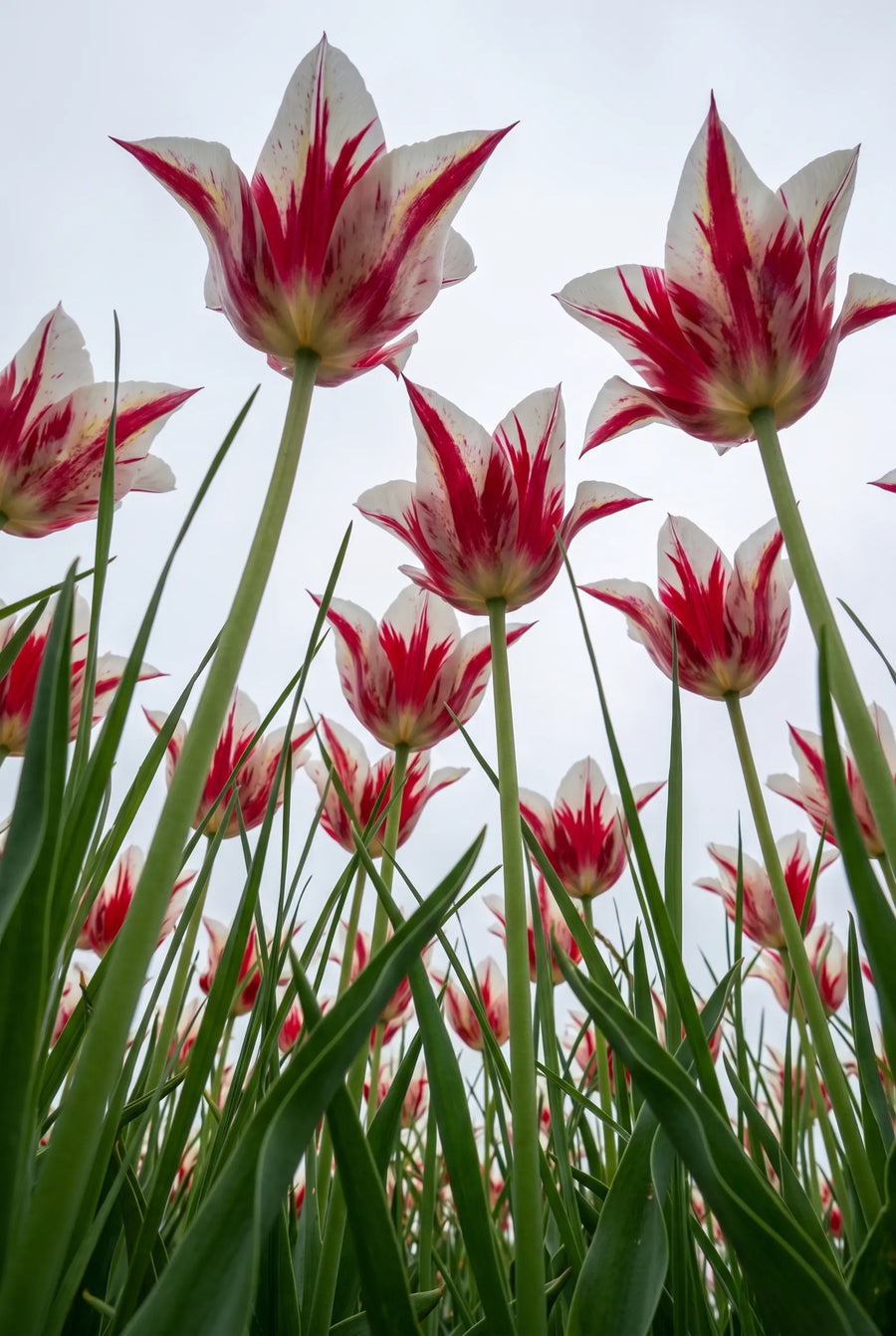 Tulipa Marilyn — in de tuin