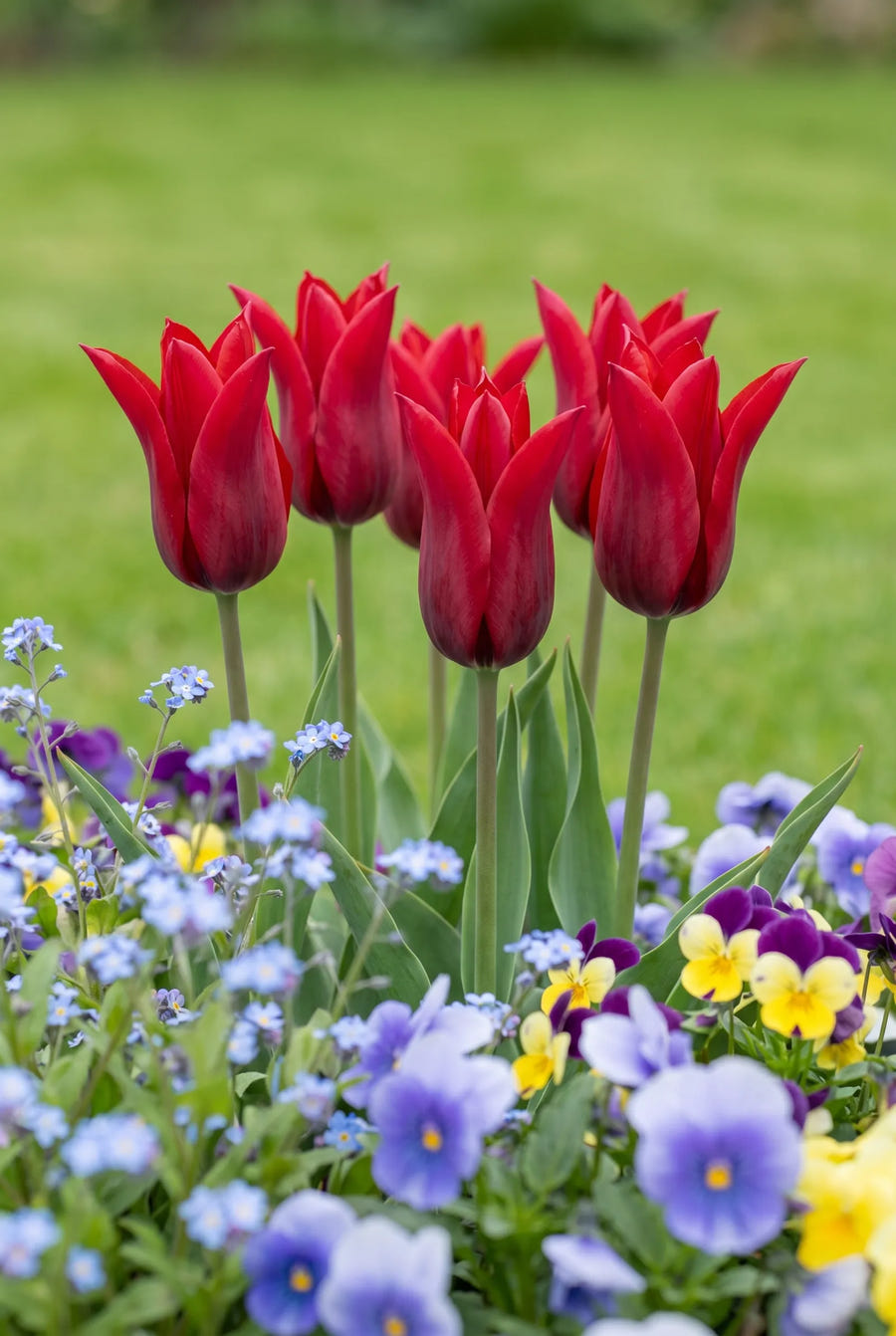 Tulipa Pieter de Leur — in de tuin