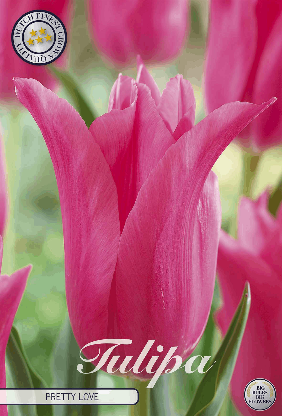 Tulipa Pretty Love