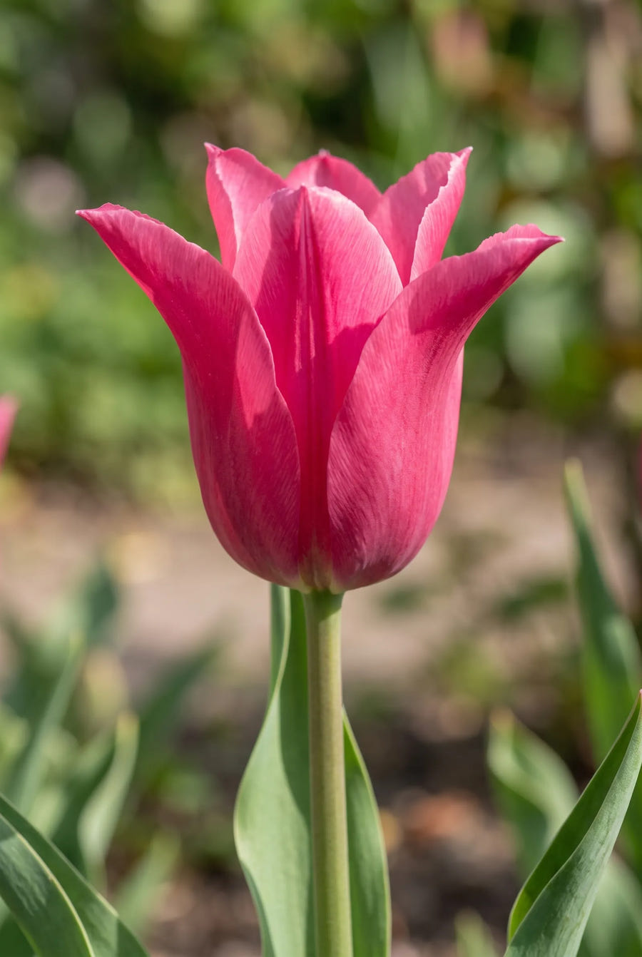 Tulipa Pretty Love — close-up van de bloem