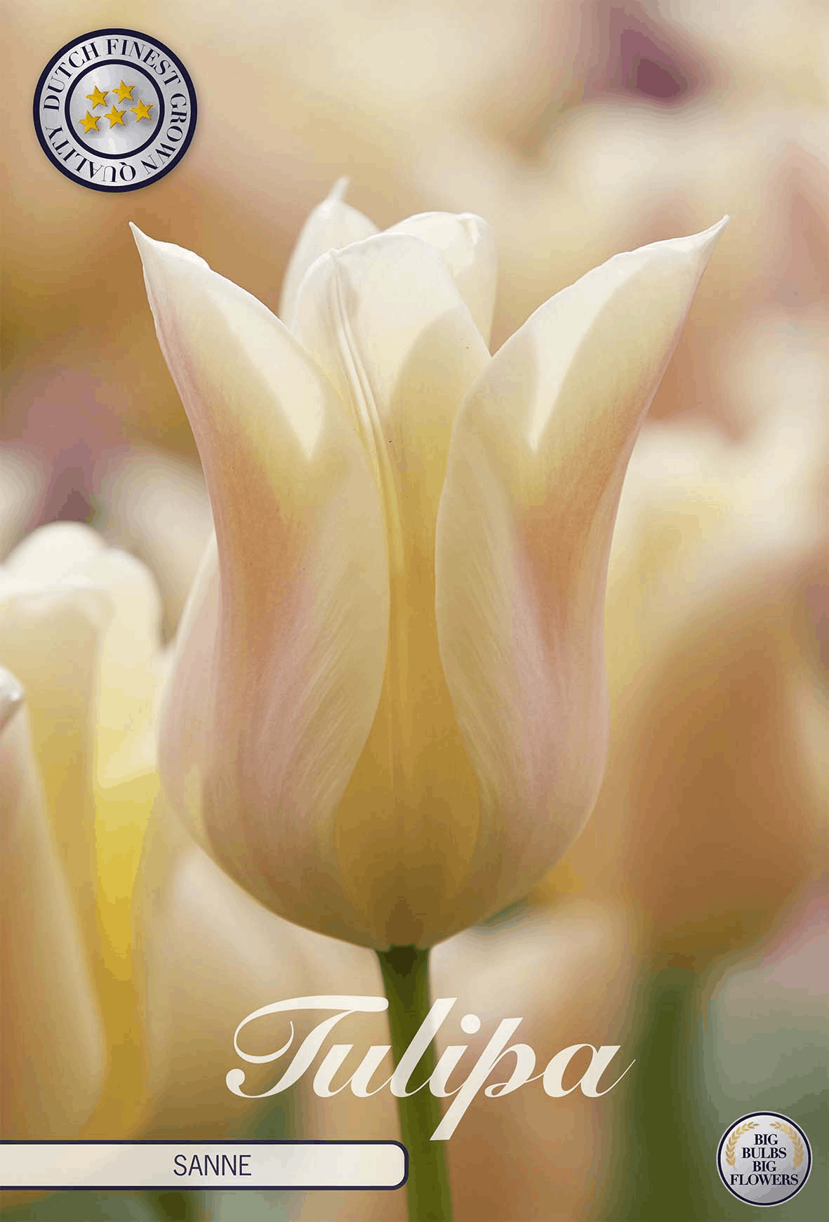 Tulipa Sanne