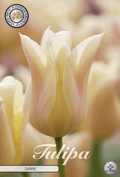 Tulipa Sanne