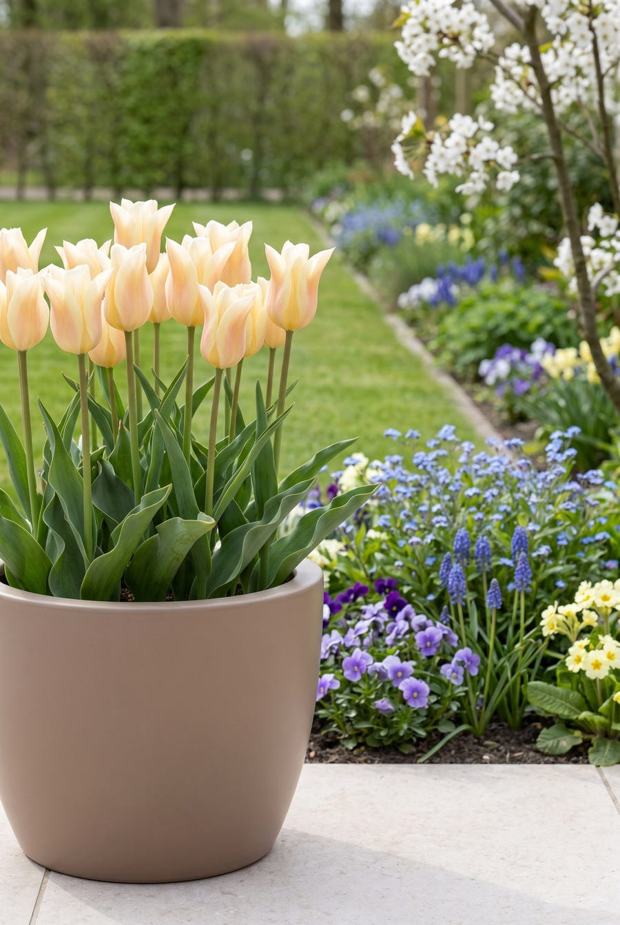 Tulpe Sanne im Topf auf der Terrasse