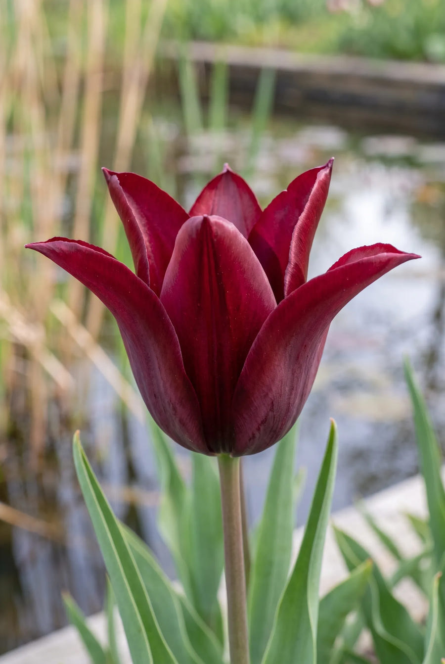 Tulipa Sarah Raven — close-up van de bloem