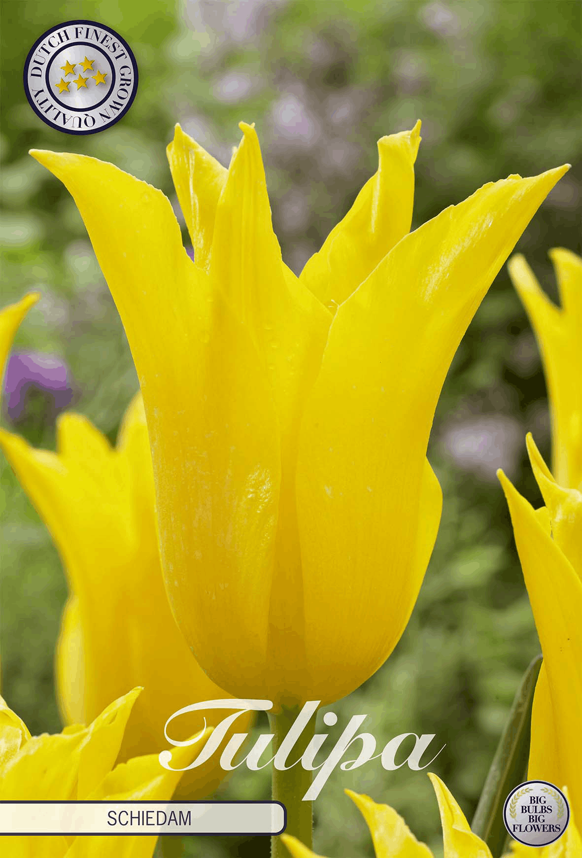 Tulipa Schiedam