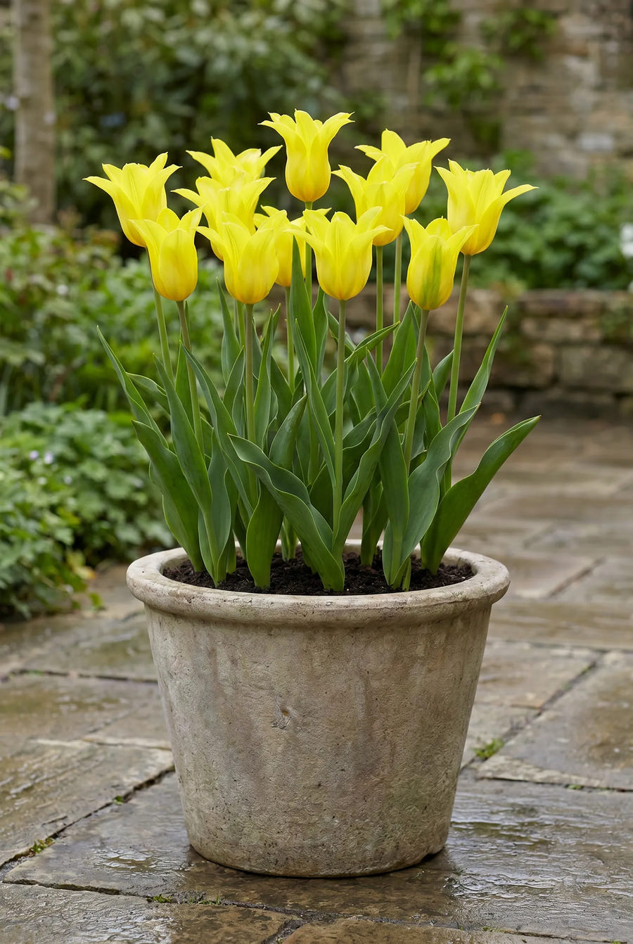 Tulipa Schiedam — in pot op terras