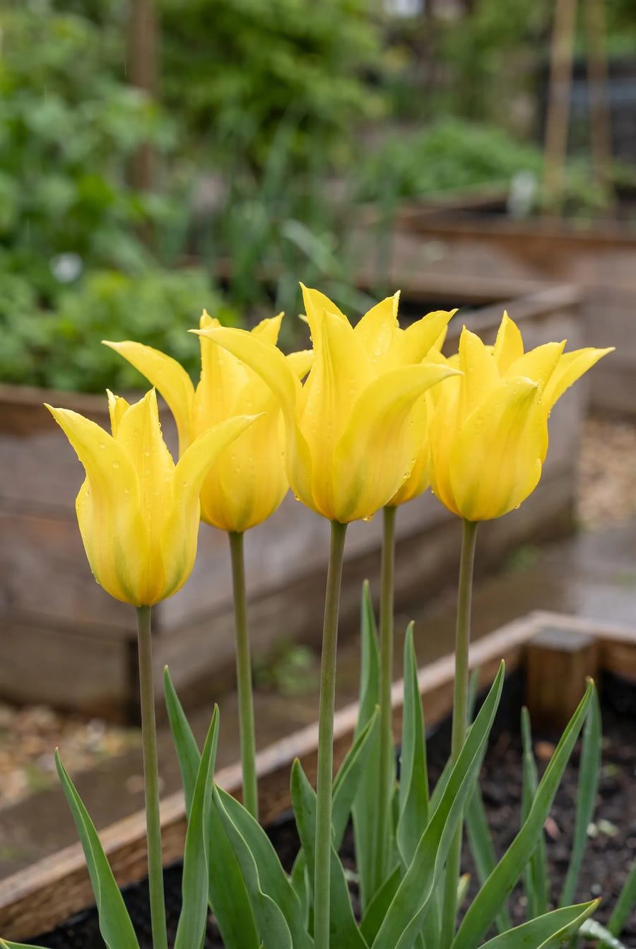 Tulipa Schiedam — sfeerbeeld