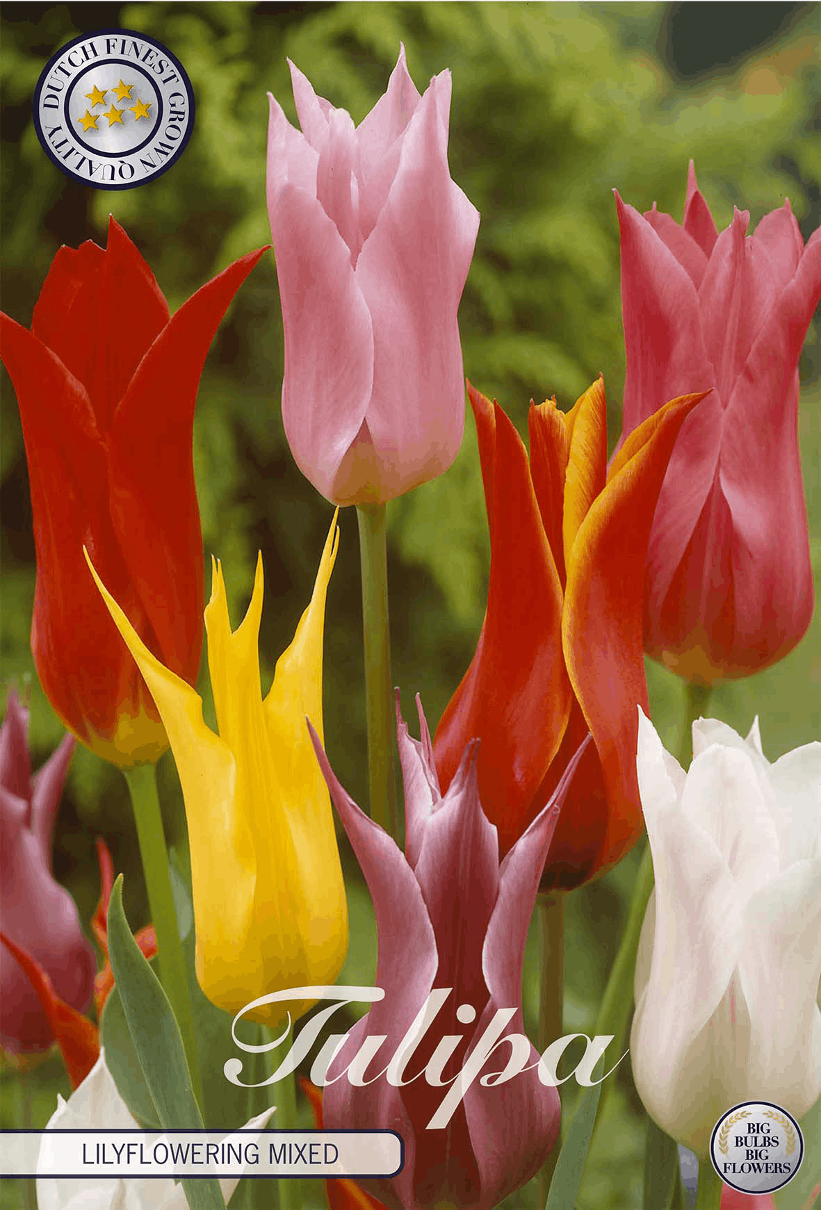 Lilienblütige Tulpenmischung