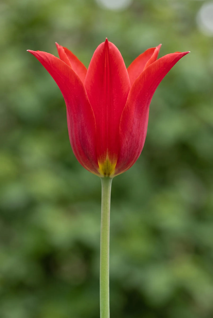 Tulipa Lilyflowering Mixed — close-up van de bloem